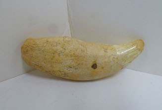 Tooth fossil