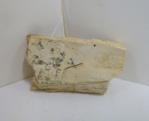 Tusk fragment