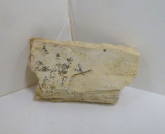 Tusk fragment