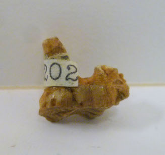 Tooth fossil