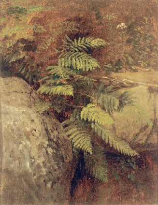 White Mountains--Study of Ferns above Emerald Pool