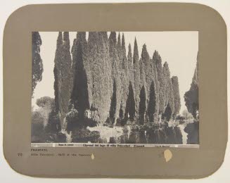 Hall of the Cypress; Villa Falconien
